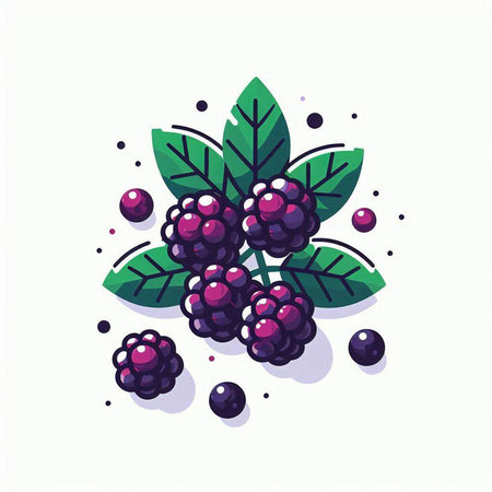 Blackberry vector illustration. Blackberry with leaves on white background.のイラスト素材