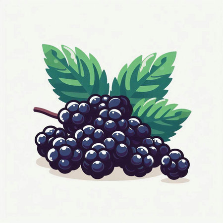 Vector illustration of a bunch of black grapes with leaves on a white background.のイラスト素材