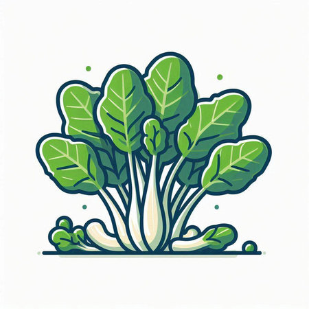 Bok choy on white background. Vector illustration in flat style.のイラスト素材