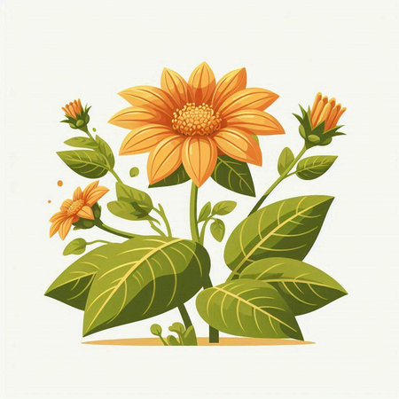 Flowering sunflower on a white background. Vector illustration.のイラスト素材