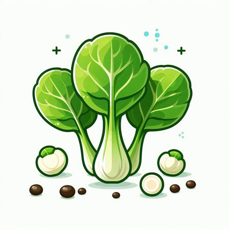 Bok choy vegetable isolated on white background. Vector illustration.のイラスト素材