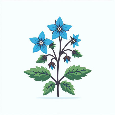 Borage flower vector illustration isolated on white background. Flat style.のイラスト素材