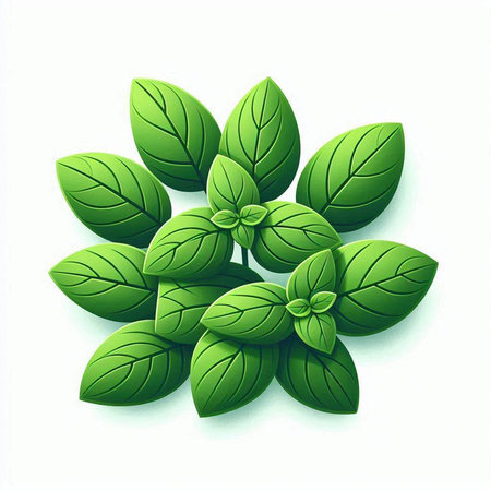 Illustration of fresh green basil leaves on white background - vector fileのイラスト素材