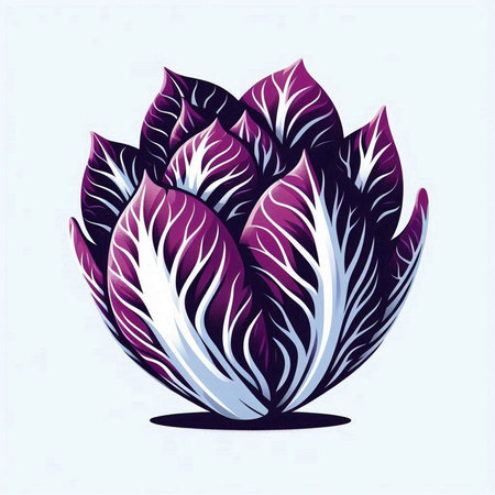 purple chinese cabbage over white background, colorful design. vector illustrationのイラスト素材