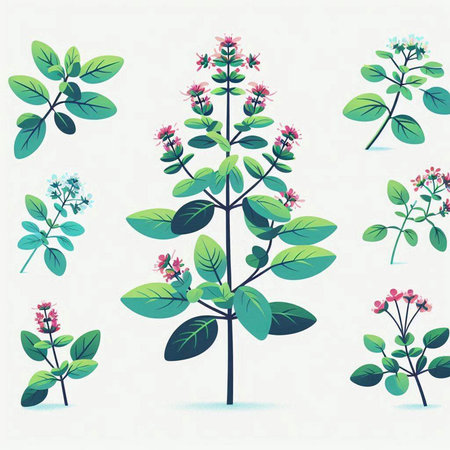 Set of different flowers and leaves of oregano. Vector illustration.のイラスト素材