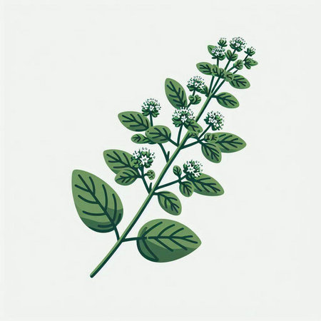 Oregano branch with leaves. Hand drawn botanical illustration.のイラスト素材