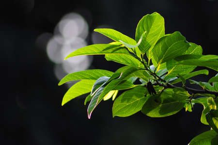 Leavesの写真素材