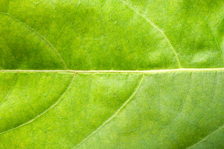 green leaf background for your design