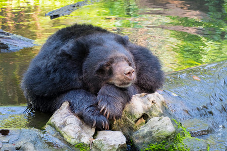 Sun Bear in the zooの写真素材