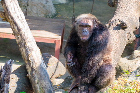 gorilla in the zoo