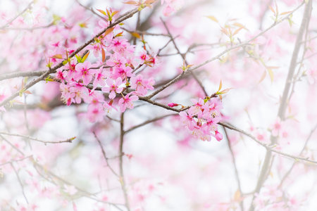 Sakura Flower or Cherry Blossom with Beautiful Background