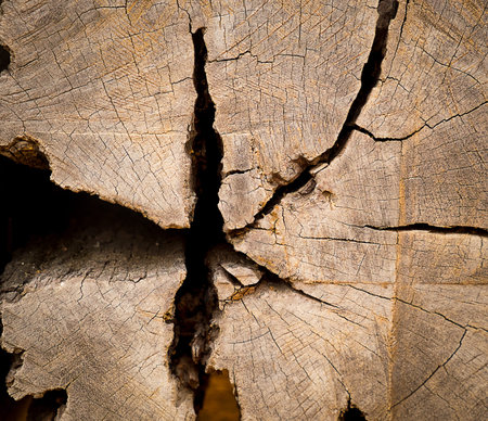 Cracked wood background or texture.
