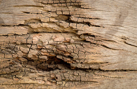 Cracked wood background or texture.