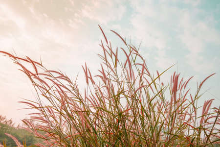 Green meadow under blue sky with clouds. vintage toneの写真素材