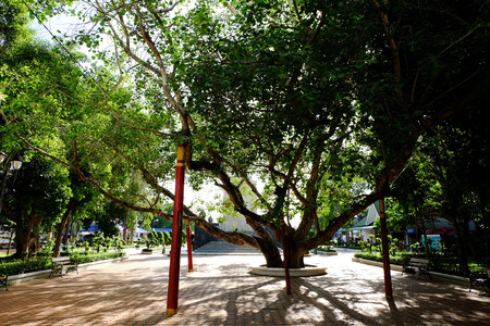 Old Bohhi Tree at Suphanburi - Thailandの写真素材