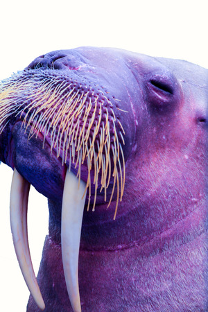 The walrus (Odobenus rosmarus) is a large flippered marine mammal with a discontinuous distribution about the North Pole in the Arctic Ocean and subarctic seas of the Northern Hemisphere. The walrus is the only living species in the Odobenidae family and の写真素材