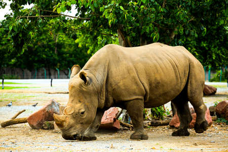 Rhino full bodyの写真素材
