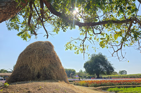 Large haystack mound in a rural farm setting beside vibrant rows of flowers, framed by leafy tree...