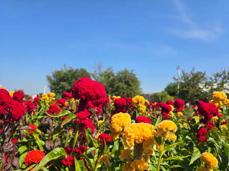 Vibrant red and yellow cockscomb flowers blooming in a sunny garden with a clear blue sky. Bright...