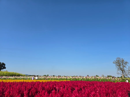 Panoramic view of vivid red celosia flower fields layered with yellow and pastel blooms in the...