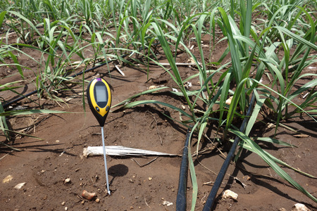 soil meter for measured 4 indicator in the soil including PH, Lux meter, temperature, Moisture in the sugarcane field which use dripping irrigation water systemの写真素材