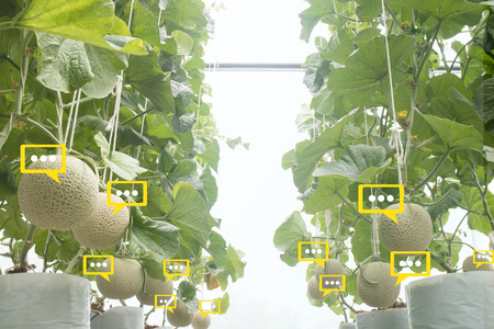 the bubble chat data the detect by futuristic technology in smart agriculture with artificial intelligence to improving yield, efficiency, and profitability in the farmの写真素材