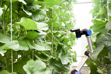 smart robotic in agriculture concept, robot farmers (automation) must be programmed to work in the vertical or indoor farm for increase efficiency, growing a seed, harvesting, monitoring insect or bugの写真素材