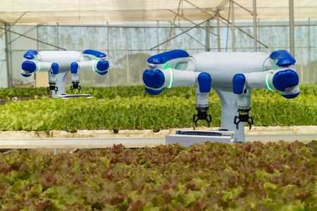 smart robotic in agriculture futuristic concept, robot farmers (automation) must be programmed to work in the vertical or indoor farm for increase efficiency, growing a seed, harvesting, reduce timeの写真素材