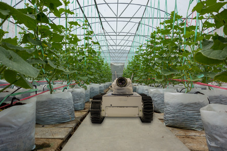 smart robotic in agriculture futuristic concept, robot farmers (automation) must be programmed to work to spray chemical,fertilizer or increase efficiency, growing a seed, harvesting, reduce timeの写真素材