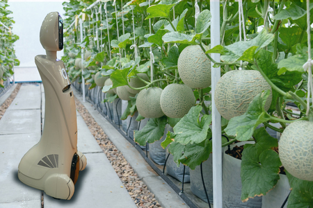 iot smart farming, agriculture in industry 4.0 technology concept, trend robot using in farm to help farmer collect data ,keep , tracking, detect insect, feed fertilizer to improve the vegetable fruitのeditorial素材