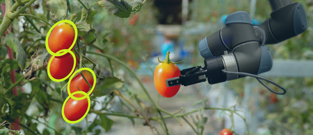 smart robotic in agriculture futuristic concept, robot farmers (automation) must be programmed to work to collect vegetable and fruit by using deep learning and object recognition technologyの写真素材