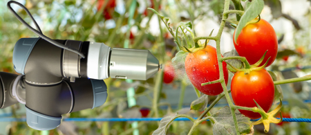 smart robotic in agriculture futuristic concept, robot farmers (automation) must be programmed to work in the vertical or indoor farm for increase efficiency, growing a seed, harvesting, reduce timeの写真素材