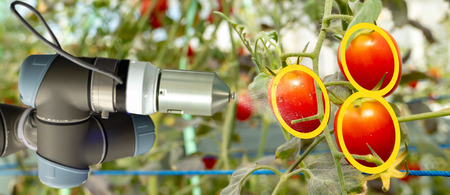 smart robotic in agriculture futuristic concept, robot farmers (automation) must be programmed to work to collect vegetable and fruit by using deep learning and object recognition technologyの写真素材
