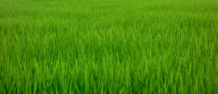beautiful rice field in the morning with dew drops on rice leavesの写真素材