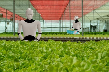 3d rendering ai artificial intelligent robot work in smart farm, agriculture concept, robot work for increase productivity, efficiency, speed, time,の写真素材