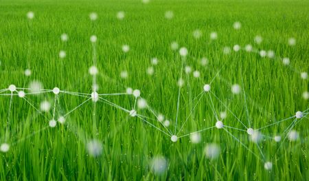 smart agriculture concept with machine, deep learning, neural network technology, the artificial intelligence network in smart farm to disruptの写真素材