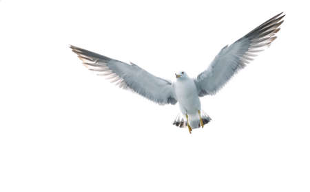 Bird Flying in the skyの写真素材