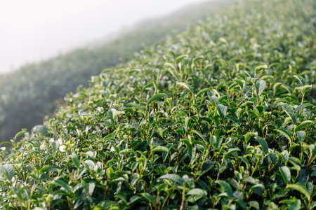 Tea Plantation in the fog in the valley.の写真素材