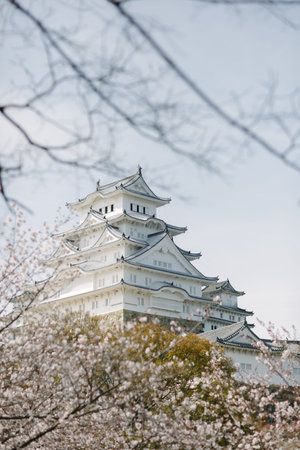 Himeji Castle in the Sakura Blossom Day, Famous place in Japan