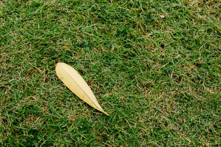 Dry leaves on a green lawn.の写真素材