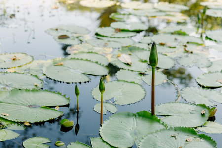 Lotus leaf in the lotus pond in a sunny day