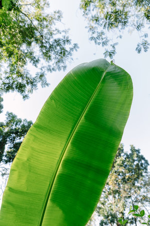 Under Banana leaf with Skyの写真素材