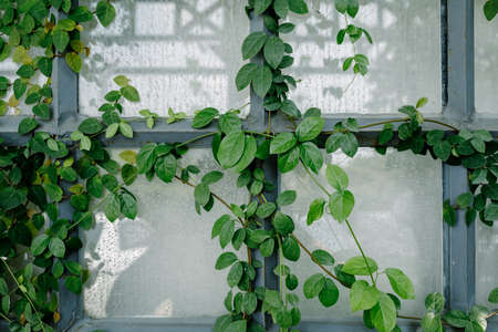 Windows filled with Ivy leavesの写真素材