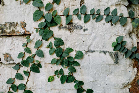 Ivy leaves on the wallの写真素材
