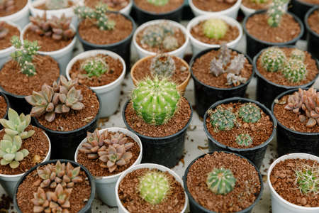 Dwarf cactus plant in a small pot.の写真素材