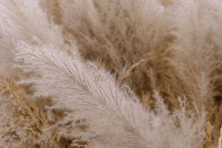 Full Frame Closeup the flowering hay grass.の写真素材