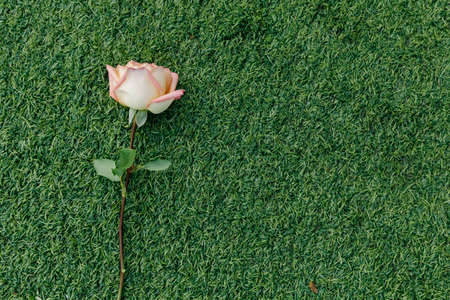 Pink roses are placed on artificial turf. For making black groundの写真素材