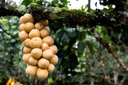 Bouquet of Langsad has a lot of fruit. The yellow color is very appetizing. On the lush lagsad tree.の写真素材
