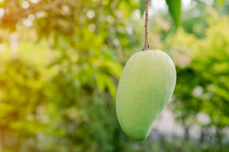 Closeup of a green mango hanging under the mango tree.の写真素材
