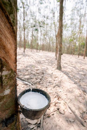 Fresh white rubber latex flows from the rubber tree. Into the cup in the rubber plantation.の写真素材